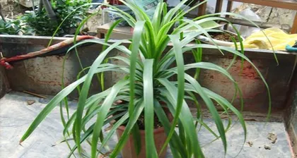 Home Care for Dragon Trees, Step by Step (Easily Master the Indoor Cultivation Method of Dragon Trees) 3