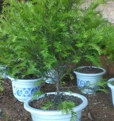 How to care for a yew bonsai? How to prune a yew correctly?1