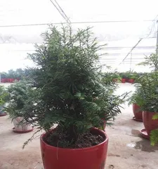 How to care for a yew bonsai? How to prune a yew correctly?2