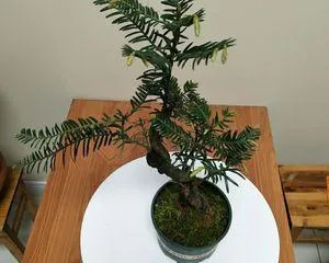 How to care for a yew bonsai? How to prune a yew correctly?3