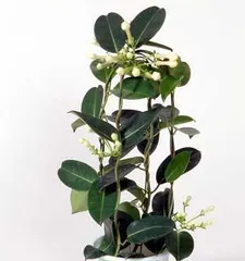 Indoor Camphor Tree Care and Tips (From Planting to Maintenance, Master These Methods to Keep Your Camphor Tree Healthier) 1