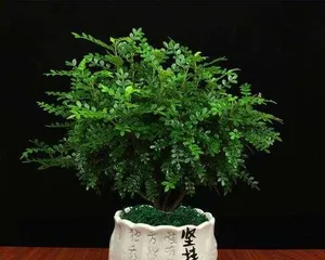 Indoor Camphor Tree Care and Tips (From Planting to Maintenance, Master These Methods to Keep Your Camphor Tree Healthier) 2