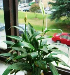 Indoor Camphor Tree Care and Tips (From Planting to Maintenance, Master These Methods to Keep Your Camphor Tree Healthier) 3