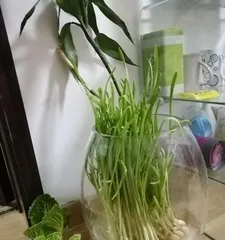水培白菜的养护技巧(让你的白菜更旺盛生长)1