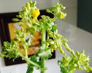 水培白菜的养护技巧(让你的白菜更旺盛生长)2