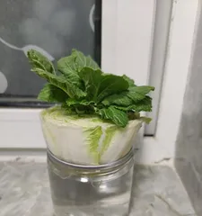 水培白菜的养护技巧(让你的白菜更旺盛生长)3