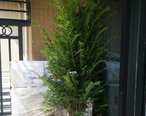 Can yew be grown indoors? What are the indoor cultivation methods? 1