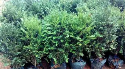Can yew be grown indoors? What are the indoor cultivation methods? 2