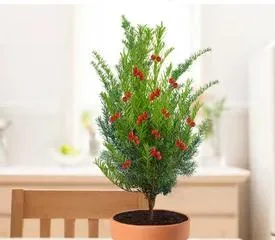 Can yew be grown indoors? What are the indoor cultivation methods? 3