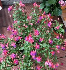 How to care for Fuchsia? How often to water? 1