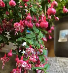 How to care for Fuchsia? How often to water? 2