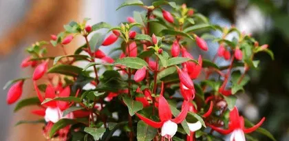 How to care for Fuchsia? How often to water? 3