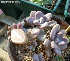 Four-Season Care for the Peach Egg Plant: Scientific Watering and Cultivation (Different Needs in Spring, Summer, Autumn, and Winter; Growth Tips for the Peach Egg Plant) 1