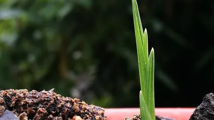 下山兰的上盆时间和养护方法(如何让你的下山兰茁壮成长)1