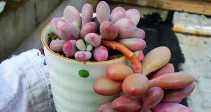 Four-Season Care for the Peach Egg Plant: Scientific Watering and Cultivation (Different Needs in Spring, Summer, Autumn, and Winter; Growth Tips for the Peach Egg Plant) 2