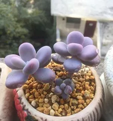 Four-Season Care for the Peach Egg Plant: Scientific Watering and Cultivation (Different Needs in Spring, Summer, Autumn, and Winter; Growth Tips for the Peach Egg Plant) 3