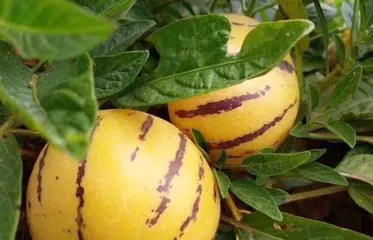 Planting and Care of Ginseng Fruit (Learn the planting techniques and care points for Ginseng Fruit to achieve high yield and high quality) 1