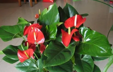 What is Zhang Honghua? What are the care methods for Zhang Honghua? 1