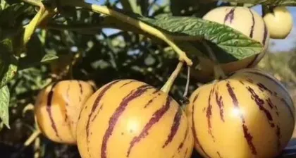 Planting and Care of Ginseng Fruit (Learn the planting techniques and care points for Ginseng Fruit to achieve high yield and high quality) 2