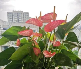 What is Zhang Honghua? What are the care methods for Zhang Honghua? 2