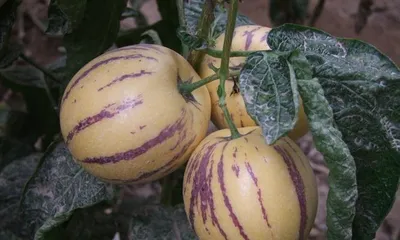Planting and Care of Ginseng Fruit (Learn the planting techniques and care points for Ginseng Fruit to achieve high yield and high quality) 3