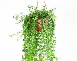 Exploring Trailing Plants (Understanding the Characteristics and Care Tips of Trailing Plants)2