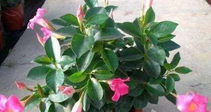 Fragrant Vine (Understanding the Fragrant Characteristics and Care Tips of Fragrant Vine) 1