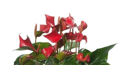 What is Zhang Honghua? What are the care methods for Zhang Honghua? 3