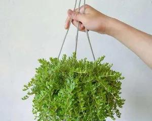 Exploring Trailing Plants (Understanding the Characteristics and Care Tips of Trailing Plants)3