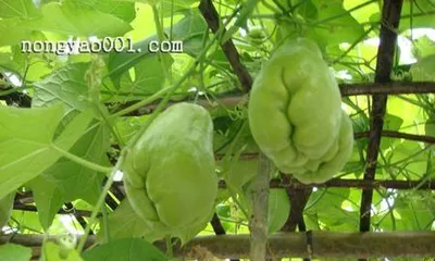 Fragrant Vine (Understanding the Fragrant Characteristics and Care Tips of Fragrant Vine) 2
