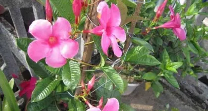 Fragrant Vine (Understanding the Fragrant Characteristics and Care Tips of Fragrant Vine) 3