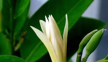 How to care for white magnolia? How to make it bloom more?1