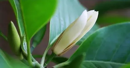 How to care for white magnolia? How to make it bloom more?2