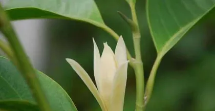 How to care for white magnolia? How to make it bloom more?3