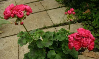Tips for Caring for Red Roses (How to Make Red Roses Grow Healthier and More Beautiful) 2