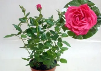 Tips for Caring for Red Roses (How to Make Red Roses Grow Healthier and More Beautiful) 3