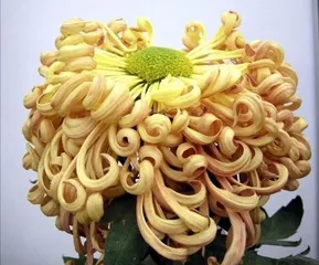 A Complete Guide to Chrysanthemum Care (How to Master Watering in Spring, Summer, Autumn, and Winter?) 1