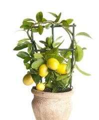 How to Grow a Healthy Lemon Tree? (A Detailed Guide to Key Care Points and Techniques) 1
