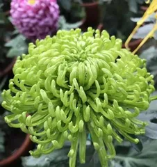 A Complete Guide to Chrysanthemum Care (How to Master Watering in Spring, Summer, Autumn, and Winter?) 2