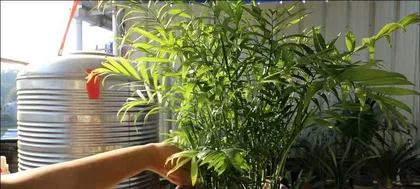 How to care for a parlor palm? (Essential care tips to grow a thriving parlor palm.) 1
