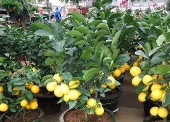 How to Grow a Healthy Lemon Tree? (A Detailed Guide to Key Care Points and Techniques) 2