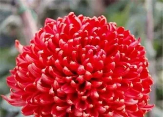 A Complete Guide to Chrysanthemum Care (How to Master Watering in Spring, Summer, Autumn, and Winter?) 3