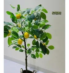 How to Grow a Healthy Lemon Tree? (A Detailed Guide to Key Care Points and Techniques) 3