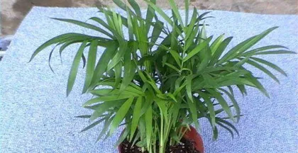 How to care for a parlor palm? (Essential care tips to grow a thriving parlor palm.) 2