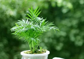 How to care for a parlor palm? (Essential care tips to grow a thriving parlor palm.) 3