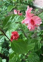 Precautions for Indoor Cultivation of Hibiscus rosa-sinensis (Understanding Its Toxicity and How to Care for It Safely) 2