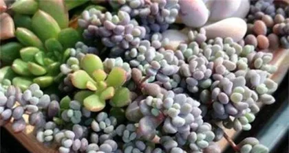 A Complete Guide to Star Beauty Pruning (Detailed Time and Methods, Easily Create Your Ideal Bonsai) 1
