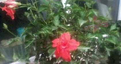 Precautions for Indoor Cultivation of Hibiscus rosa-sinensis (Understanding Its Toxicity and How to Care for It Safely) 3
