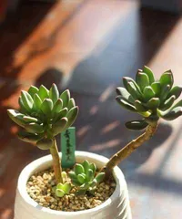 A Complete Guide to Star Beauty Pruning (Detailed Time and Methods, Easily Create Your Ideal Bonsai) 3