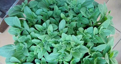 红酒可以浇花吗?——探讨红酒在植物养护中的应用1